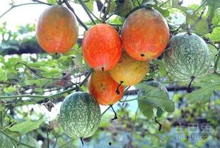 网红薄皮小吊瓜怎么吃,网红美食的多样吃法探索  第3张