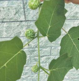 桑植新瓜最新爆料,揭秘瓜界新宠儿的神秘面纱  第2张